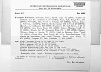 Uromyces valerianae image